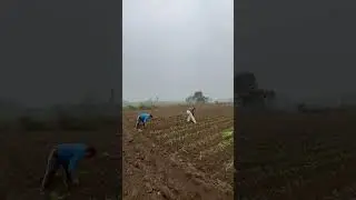 Jatt farm ❤️