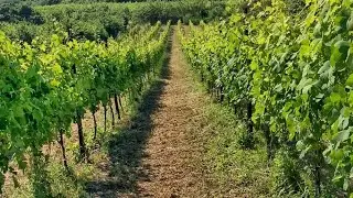 Greco Mustilli nella vigna Cesco di Nece (giugno 2024)
