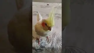 esse &eacute; famoso polaco #selvagem #caminhoparaumavidamelhor #viagem#aves