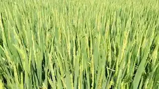 Giống l&uacute;a 0M34 trổ đều. Genta Agro