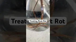 It&rsquo;s time to treat some avocado root rot - Week 19 #avocadotree