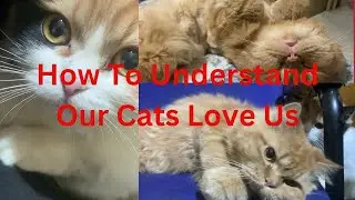 How To Know Our Cats Love And Trust Us