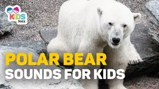 Animal Sounds for Kids - Polar Bear Sounds for Children
