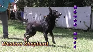 What is the Western  Shepherd,