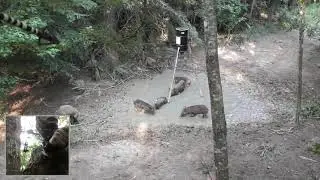 Bow Hunting Georgia Hogs - heavy arrows hit em hard!