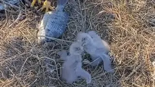 Big eaglet bonk small eaglet and go for lunch feeding | NEFL Bald Eagle | Jan 9, 2026