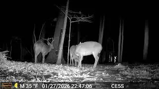 Cain cam 260128 E5S