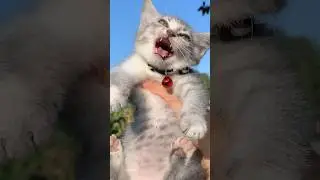 Funny Cat Laugh Acumalaka😂😂 #kucinglucu #kucing #kitten #funnycats