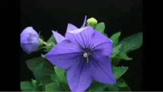 chinesische Ballonblume - Zeitraffer