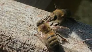 Varroa
