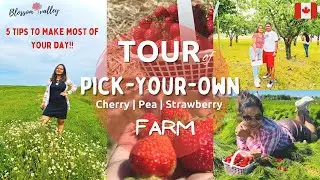 5 Tips For Summer Fun on a U-Pick Farm | Canada Pick Your Own Fruits  Farm Tour 2022