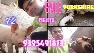 piglets For sale in Assam , jorhat ,Nimati 🐷🐷🐷 yorkshire, F2,F1
