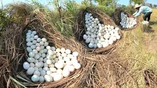 OMG  ! Pick up lots of duck eggs in the meadows next to the road.