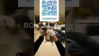 подписывайтесь на тг канал #shortvideo #top #subscribe #video #мем #cat #реклама #shorts #телеграм