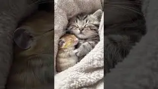 ASMR Cat Cuddle Hamster. Snoring Cat, Mouse is not scared of cat. Kitten and Rat Sleep. Kitty Nap