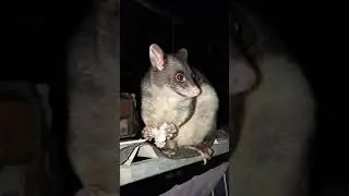 Australian Brushtail possum