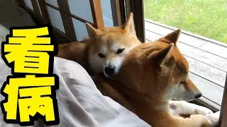 ［闘病42日目］重すぎる愛？こまめに常に寄り添う妹柴犬ちくわ