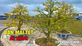 TÌNH HÌNH BÁN MAI TẾT AN NHƠN (15 THÁNG CHẠP)