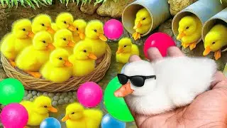 Mencari bebek lucu, Bebek berenang, menangkap bebek angsa, Duck,ikan, dan ayam warna warni.