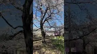 Spring in Kyoto # springinkyoto  #sakura #randen #spring2022 #pinoyvlog #japanvlog #lifeinkyoto
