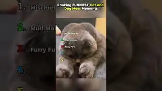 Ranking FUNNIEST Cat and Dog Mess Moments P.3 || #shorts #ranking #rankingshort  #funnyshorts
