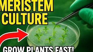 BTH 412 Meristem culture(Nesar sir)#pstu #biotechnology 