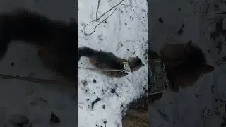 Котик 