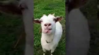 Sharing is Caring😈💜#goat #share #care #sharing #caring