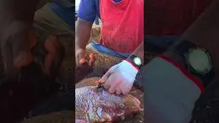 Speed selvam 🔥 Korali #fishcutting #viral #trending #shorts #ygfishcutting