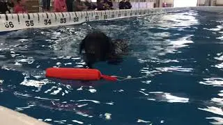 The Ultimate Air Dogs