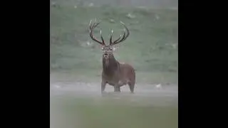 Most Emotional Scene of Wild Animal