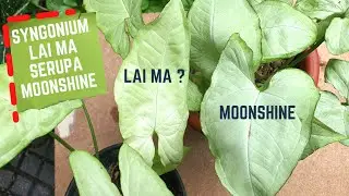 Syngonium Lai Ma ? Serupa Syngonium Moonshine #syngonium #syngonium_kebuncilik