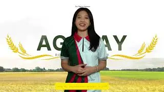 AGAPAY Automated Rice Leaf Disease Detection UtilizingCNNProvidingProperCropManagementforRiceFarmers