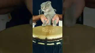 Raya playing the drums #animăluțe #cat #pisica #cutecat #comedy #funny #cuteanimal #catcute
