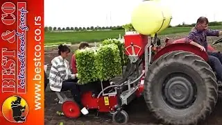 Sadnja duvana u Golubincima - Spapperi Tobacco Planting