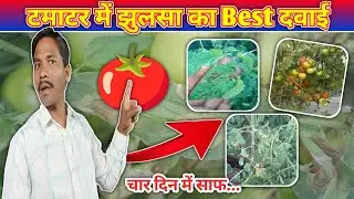 🍅टमाटर में झुलसा का Best दवाई // Early And Late Blight Control Kaise Karen? Blight Control Treatment