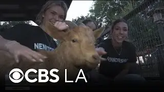 Local veterinarian offering free internship program to help inspire next generation of students