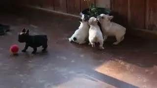 French Bulldog Puppies For Sale
