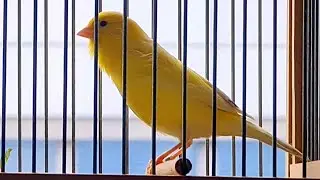 Russian Canary Song for Training | Kanarienvogel Gesang