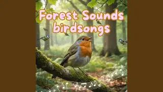 I Love Forest Sounds Birdsongs