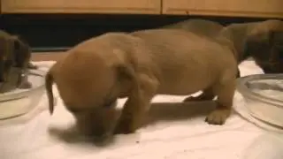 Miniature dachshunds 3 weeks old  first time lapping from bowl