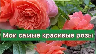 Самые красивые розы моего сада