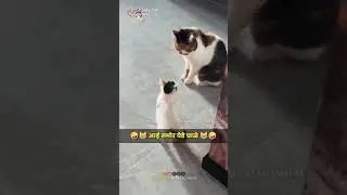 my fevarate cutness cat pappies