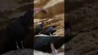 Top 10 Most Endangered Bird Species and Their Conservation Efforts 3