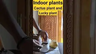 Air purifying plants #indoorplants #wellness #simplehacks #youtubeshorts