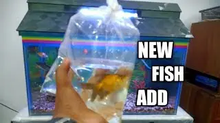 2 feet aquarium fish tank New fish add /2022 Nagaon Assam 🐟🐟🐟🥰🥰🥰@SekhuwatVlogs