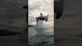 SHARK BREACHES WATER! Can Competitors EVER Beat This? #shorts