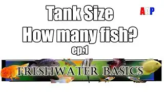 Freshwater Basics tank size and how many fish per gallon | Ep. 1