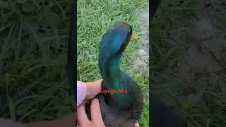 Cayuga Mix Duck!!!