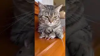 LOL Cat sees quiet mouse What may occur now? Watch the surprise unfold #cats #mice #funny